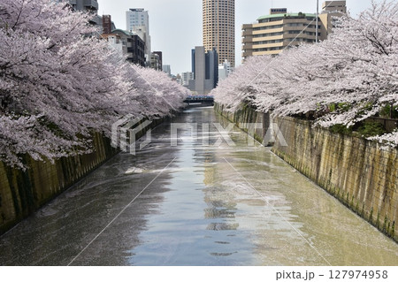 日本の東京都の目黒区　目黒川沿いの桜並木と周辺の街並み　満開の桜と水面を流れる散った桜の花びら 127974958