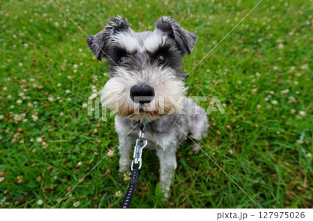広場で待っている愛犬 127975026