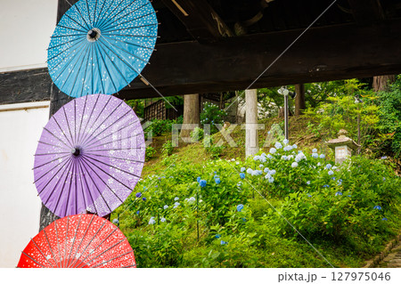 紫陽花まつりの雨引観音 紫陽花まつりの雨引観音 127975046