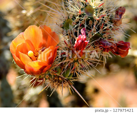 Cholla cactus, Sonora Desert, Mid Spring in blossom Cholla cactus, Sonora Desert, Mid Spring in blossom 127975421