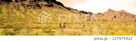 Sonoran Desert Arizona Picacho Peak State Park 127975422