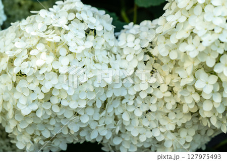 Hydrangea Flowers, Blooming White Hortensia, Hydrangea Paniculata Flower Closeup, Large Inflorescences Hydrangea Flowers, Blooming White Hortensia, Hydrangea Paniculata Flower Closeup, Large Inflorescences 127975493