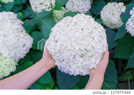 Hydrangea Flowers, Blooming White Hortensia, Hydrangea Paniculata Flower Closeup, Large Inflorescences 127975494