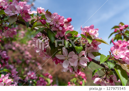 Pink spring tree blossom. Apple flowers close up, bloom branch in garden, delicate pink flowers Pink spring tree blossom. Apple flowers close up, bloom branch in garden, delicate pink flowers 127975545