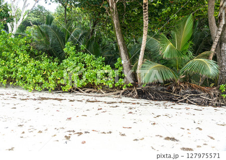 Tropical vegetation with palm trees and dense forest roots growing along a sandy beach 127975571