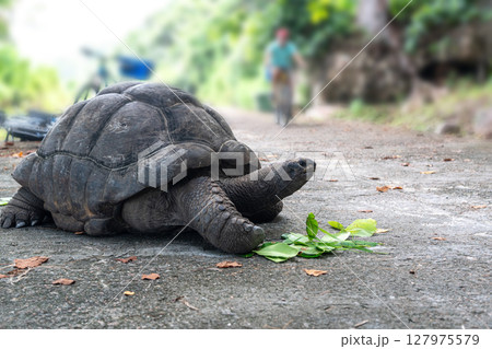 Giant tortoise eating green leaves on a concrete path with a blurred person cycling Giant tortoise eating green leaves on a concrete path with a blurred person cycling 127975579