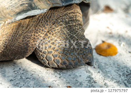Macro view of the foot of a giant tortoise, showing rough skin, thick scales, armored surface Macro view of the foot of a giant tortoise, showing rough skin, thick scales, armored surface 127975797