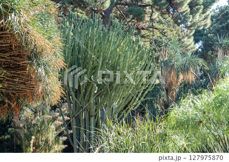 Tall Euphorbia cactus and tropical plants Tall Euphorbia cactus and tropical plants 127975870