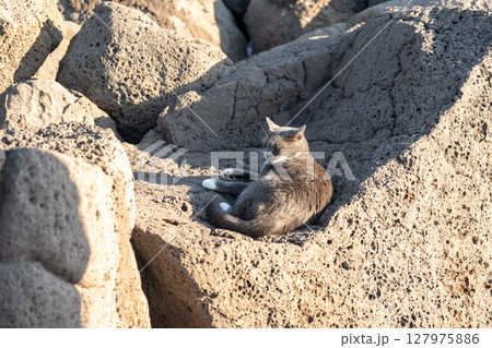 Stray cat rests on porous volcanic rocks in coastal Greece 127975886