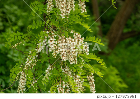 White Acacia Flowers, Blooming Robinia Pseudoacacia, False Acacia or Black Locust White Acacia Flowers, Blooming Robinia Pseudoacacia, False Acacia or Black Locust 127975961
