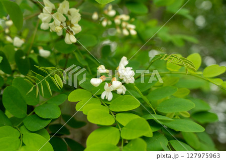 White Acacia Flowers, Blooming Robinia Pseudoacacia, False Acacia or Black Locust White Acacia Flowers, Blooming Robinia Pseudoacacia, False Acacia or Black Locust 127975963