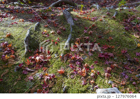 苔の上に彩りを添える秋の落ち葉と木の根の情景 127976064
