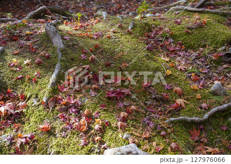 苔と木の根に舞い落ちた紅葉が彩る秋の林床 127976066