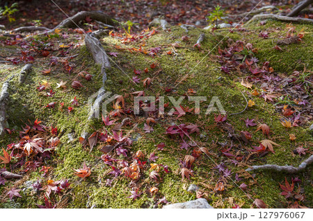 苔と紅葉が織りなす秋の森の静かな地表風景 127976067