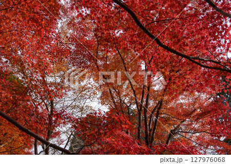 見上げた紅葉の天井が包む鮮やかな秋の森 見上げた紅葉の天井が包む鮮やかな秋の森 127976068