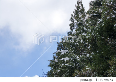 雪をまとった針葉樹と冬空の静かな風景 雪をまとった針葉樹と冬空の静かな風景 127976073