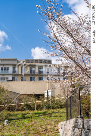 市立芦屋病院　病棟・緩和ケア病棟　芦屋市朝日ヶ丘町（春の桜） 127976290