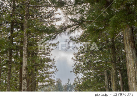 雪を纏った杉林が空を囲む静かな冬の森の風景 127976375