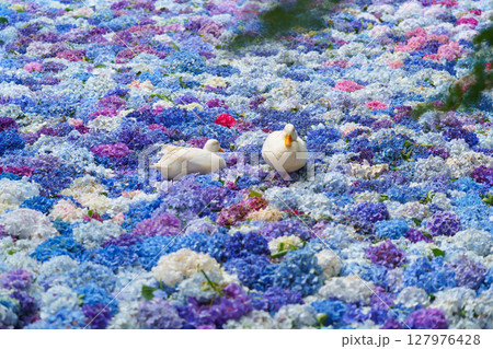 水中華に浮かぶあじさいとアヒル 水中華に浮かぶあじさいとアヒル 127976428