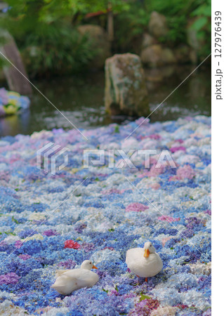 水中華に浮かぶあじさいとアヒル 水中華に浮かぶあじさいとアヒル 127976439