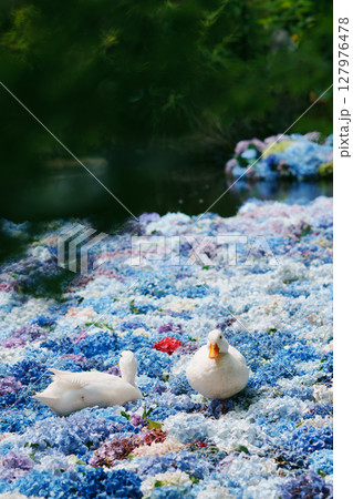 水中華に浮かぶあじさいとアヒル 127976478