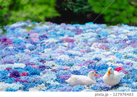 水中華に浮かぶあじさいとアヒル 水中華に浮かぶあじさいとアヒル 127976483