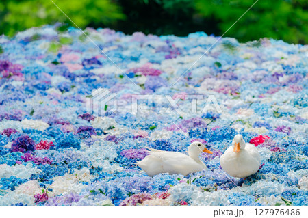 水中華に浮かぶあじさいとアヒル 水中華に浮かぶあじさいとアヒル 127976486