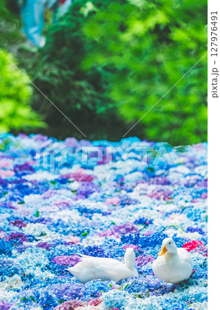 水中華に浮かぶあじさいとアヒル 127976491