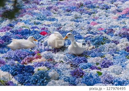 水中華に浮かぶあじさいとアヒル 127976495