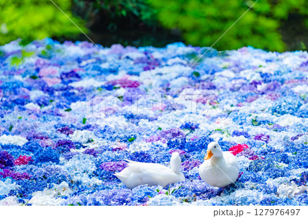 水中華に浮かぶあじさいとアヒル 水中華に浮かぶあじさいとアヒル 127976497