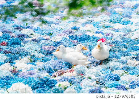 水中華に浮かぶあじさいとアヒル 127976505