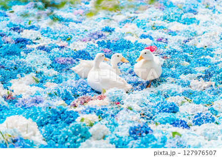 水中華に浮かぶあじさいとアヒル 水中華に浮かぶあじさいとアヒル 127976507