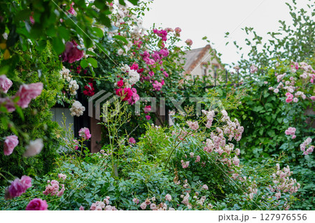 colorful garden is filled with blooming pink and red roses climbing along fences and spilling over greenery 127976556