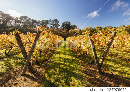 Mornington Peninsula Vines in Australia Mornington Peninsula Vines in Australia 127976652