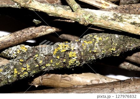 Small natural fallen tree twigs sticks and branches on a white background 127976832