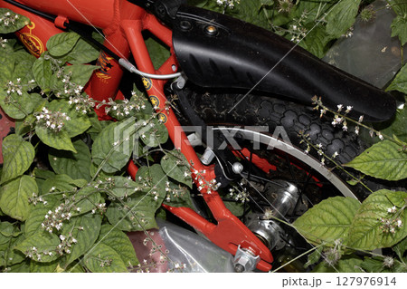 discarded abandoned childrens kids little bike being overgrown by weeds 127976914