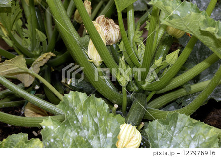 Home grown courgette plant with flowers and growing vegetables 127976916