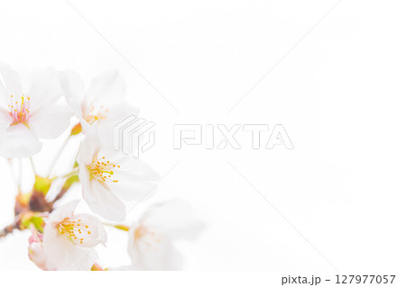 桜・春 イメージ 127977057