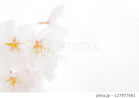 桜・春 イメージ 127977061