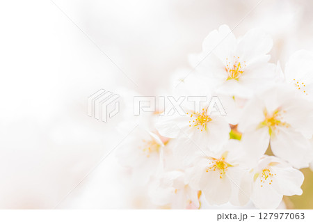 桜・春 イメージ 桜・春 イメージ 127977063