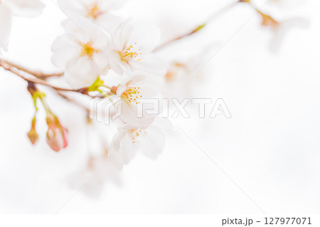 桜・春 イメージ 127977071