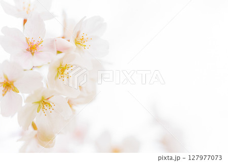 桜・春 イメージ 127977073