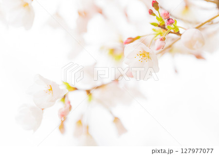 桜・春 イメージ 127977077