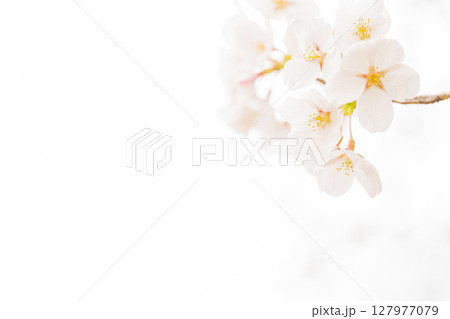桜・春 イメージ 桜・春 イメージ 127977079