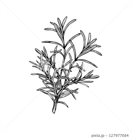Rosemary bouquet vector illustration painted by black inks. Mediterranean seasoning aromatic fresh lavender herbs etching drawing. Fragrant plant for spa products, cooking blogs, wedding decor. 127977084