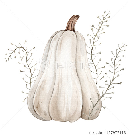 Watercolor Illustration of White Pumpkin with Stem and climbing plants. Botanical Hand Drawn Art for Autumn Decor and Harvest Greeting cards on isolated background. Drawing of Gourd for Halloween. Watercolor Illustration of White Pumpkin with Stem and climbing plants. Botanical Hand Drawn Art for Autumn Decor and Harvest Greeting cards on isolated background. Drawing of Gourd for Halloween. 127977118