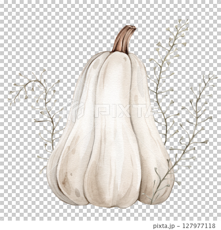 Watercolor Illustration of White Pumpkin with Stem and climbing plants. Botanical Hand Drawn Art for Autumn Decor and Harvest Greeting cards on isolated background. Drawing of Gourd for Halloween. Watercolor Illustration of White Pumpkin with Stem and climbing plants. Botanical Hand Drawn Art for Autumn Decor and Harvest Greeting cards on isolated background. Drawing of Gourd for Halloween. 127977118