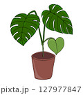 Monstera Plant in Brown Pot, Flat Cartoon Vector Illustration 127977847
