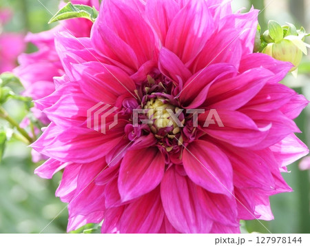 牡丹色のダリアの花 牡丹色のダリアの花 127978144