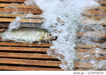那珂川の観光やな　天然アユのやな漁　鮎の伝統漁法 127978379